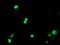 Peptidyl Arginine Deiminase 4 antibody, LS-C787267, Lifespan Biosciences, Immunofluorescence image 