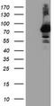 Arginyl Aminopeptidase antibody, TA503948S, Origene, Western Blot image 