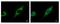 Transforming Growth Factor Beta Regulator 4 antibody, LS-C155285, Lifespan Biosciences, Immunofluorescence image 