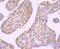 Eukaryotic Translation Initiation Factor 2 Alpha Kinase 4 antibody, NBP2-66865, Novus Biologicals, Immunohistochemistry paraffin image 