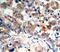 Protein Kinase AMP-Activated Catalytic Subunit Alpha 1 antibody, MBS128472, MyBioSource, Immunohistochemistry frozen image 
