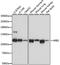 Mindbomb E3 Ubiquitin Protein Ligase 1 antibody, A8588, ABclonal Technology, Western Blot image 
