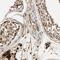 Mitochondrial Ribosomal Protein S22 antibody, NBP1-86788, Novus Biologicals, Immunohistochemistry frozen image 