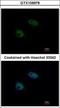 SNW Domain Containing 1 antibody, GTX109978, GeneTex, Immunocytochemistry image 