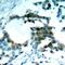 Protein Kinase C Theta antibody, 79-184, ProSci, Immunohistochemistry frozen image 