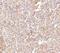 STEAP Family Member 1 antibody, NBP1-76822, Novus Biologicals, Immunohistochemistry frozen image 