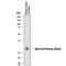 mMCP-1 antibody, MAB5146, R&D Systems, Western Blot image 