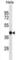 tRNA-splicing endonuclease subunit Sen2 antibody, abx030774, Abbexa, Western Blot image 