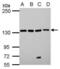 Leucyl-TRNA Synthetase antibody, PA5-32042, Invitrogen Antibodies, Western Blot image 