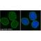 Spectrin Repeat Containing Nuclear Envelope Protein 2 antibody, IQ562, Immuquest, Immunofluorescence image 