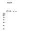 Mechanistic Target Of Rapamycin Kinase antibody, A00003S2481, Boster Biological Technology, Western Blot image 