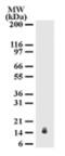 Interleukin 25 antibody, ALX-804-377-C100, Enzo Life Sciences, Western Blot image 