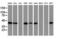 ADP Ribosylation Factor GTPase Activating Protein 1 antibody, LS-C172785, Lifespan Biosciences, Western Blot image 
