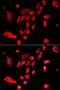 Mitotic Arrest Deficient 2 Like 1 antibody, LS-B13367, Lifespan Biosciences, Immunofluorescence image 