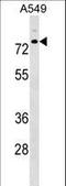 Tripartite Motif Containing 16 antibody, LS-C157269, Lifespan Biosciences, Western Blot image 