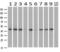 Interleukin Enhancer Binding Factor 2 antibody, GTX84290, GeneTex, Western Blot image 