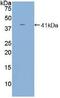 TNF Receptor Superfamily Member 13C antibody, abx128507, Abbexa, Western Blot image 
