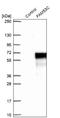 Family With Sequence Similarity 53 Member C antibody, NBP1-86769, Novus Biologicals, Western Blot image 