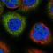 Sorting Nexin 18 antibody, HPA037800, Atlas Antibodies, Immunofluorescence image 