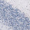 SMHD1 antibody, AMAb91280, Atlas Antibodies, Immunohistochemistry frozen image 