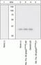 Ribosomal Protein S6 antibody, GTX12864, GeneTex, Western Blot image 