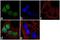 Eomesodermin antibody, 720200, Invitrogen Antibodies, Immunofluorescence image 