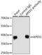 Apurinic/Apyrimidinic Endodeoxyribonuclease 1 antibody, LS-C746818, Lifespan Biosciences, Immunoprecipitation image 