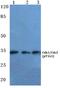 Cyclin Dependent Kinase 1 antibody, A00209T161, Boster Biological Technology, Western Blot image 