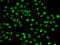 PMS1 Homolog 2, Mismatch Repair System Component antibody, 22-577, ProSci, Immunofluorescence image 