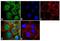 Enhancer Of Zeste 2 Polycomb Repressive Complex 2 Subunit antibody, 36-6300, Invitrogen Antibodies, Immunofluorescence image 