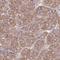 FAT Atypical Cadherin 4 antibody, NBP2-49064, Novus Biologicals, Immunohistochemistry frozen image 