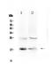 Thymic Stromal Lymphopoietin antibody, A01096, Boster Biological Technology, Western Blot image 