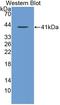 Annexin A10 antibody, LS-C373298, Lifespan Biosciences, Western Blot image 