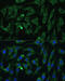 Argonaute RISC Catalytic Component 2 antibody, 22-494, ProSci, Immunofluorescence image 