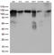 Tripartite Motif Containing 28 antibody, LS-C793218, Lifespan Biosciences, Western Blot image 