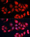 Cyclin Dependent Kinase 7 antibody, 14-712, ProSci, Immunofluorescence image 