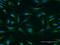 Nuclear FMR1 Interacting Protein 1 antibody, H00026747-B02P, Novus Biologicals, Immunofluorescence image 