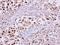 Karyopherin Subunit Alpha 2 antibody, PA5-21748, Invitrogen Antibodies, Immunohistochemistry paraffin image 