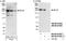 BCL6 Corepressor antibody, NB100-87005, Novus Biologicals, Western Blot image 