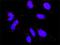 Ribosomal Protein S6 Kinase A3 antibody, H00006197-M01, Novus Biologicals, Proximity Ligation Assay image 