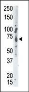 Protein Tyrosine Phosphatase Non-Receptor Type 9 antibody, PA5-15515, Invitrogen Antibodies, Western Blot image 