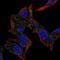 Lysine Acetyltransferase 14 antibody, HPA068443, Atlas Antibodies, Immunofluorescence image 