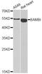 BMP And Activin Membrane Bound Inhibitor antibody, A6532, ABclonal Technology, Western Blot image 