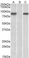 Signal Transducer And Activator Of Transcription 4 antibody, PA5-19272, Invitrogen Antibodies, Western Blot image 