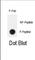 hTERT antibody, abx032054, Abbexa, Western Blot image 