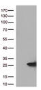 HGb antibody, TA812912S, Origene, Western Blot image 