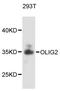 Oligodendrocyte Transcription Factor 2 antibody, LS-C747883, Lifespan Biosciences, Western Blot image 