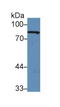 ADF antibody, LS-C294184, Lifespan Biosciences, Western Blot image 