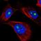 G Protein Nucleolar 2 antibody, PA5-66303, Invitrogen Antibodies, Immunofluorescence image 