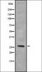 Lipin 1 antibody, orb336929, Biorbyt, Western Blot image 